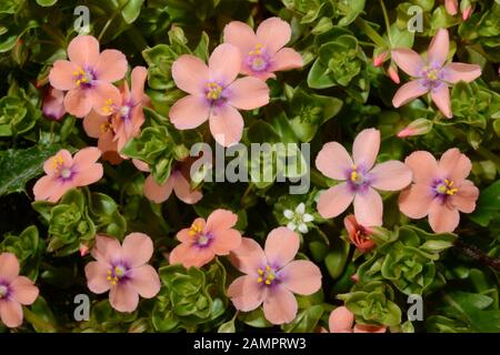 Anagallis arvensis (scharlachroter pimpernel) ist in Europa, Westasien und Nordafrika heimisch. Es gilt allgemein als Unkraut leichter Böden. Stockfoto