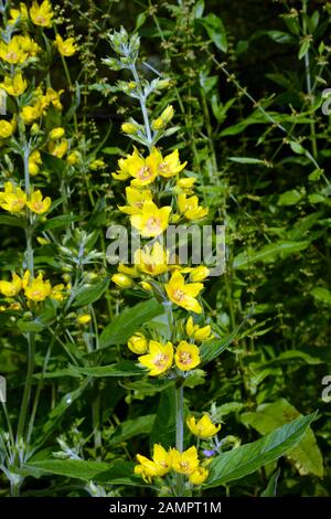 Lysimachia punctata (punktierte Lockestrife) ist in SE Europa und im Kaukasus heimisch, wo sie in der Nähe von Wasser, in Graben, Sümpfen, Moore und Sümpfen wächst. Stockfoto