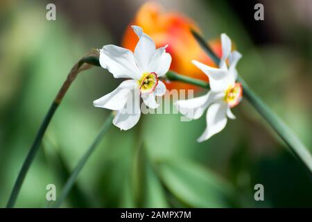 Schöne, rein weiße Frühlingsblumen im Profil fotografiert. Sie werden Narzissus poeticus oder Dichternarzisse genannt. Eine rote Tulpe wird in Bokeh gefangen. Stockfoto