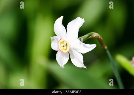 Eine schöne Gartenfrühlingsblume: Weißer Narcissus poeticus, gefangen in natürlichem Tageslicht mit dem Kopf oben unter anderen Frühlingsblumen schießen in Bokeh. Stockfoto