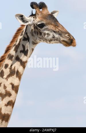 Nahaufnahme Porträt einer weiblichen Masai Giraffe (Giraffa Camelopardalis tippelskirchii). Sinya Wildlife Management Area, Tansania. Stockfoto