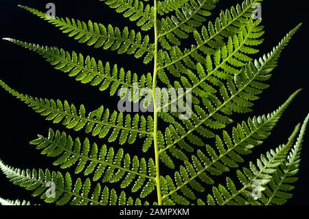 Farne sind wildwachsende flanzen die vor allem im Wald wachsen. Farne sind Wildpflanzen, die vor allem im Wald wachsen. Stockfoto