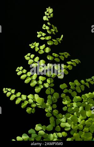 Farne sind wildwachsende flanzen die vor allem im Wald wachsen. Farne sind Wildpflanzen, die vor allem im Wald wachsen. Stockfoto