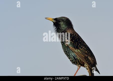 Porträt einer gemeinsamen Star (Sturnus vulgaris) auf eine Dachrinne Stockfoto