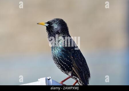 Porträt einer gemeinsamen Star (Sturnus vulgaris) auf eine Dachrinne Stockfoto