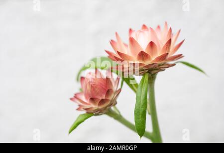 Helichrysum bracteatum "Almon Rose" Stockfoto