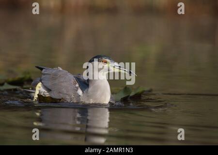 Eine schwarze gekrönt Night Heron nahrungssuche ich Stockfoto