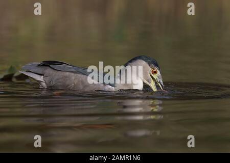 Eine schwarze gekrönt Night Heron ist die Jagd auf Fische, die ich Stockfoto