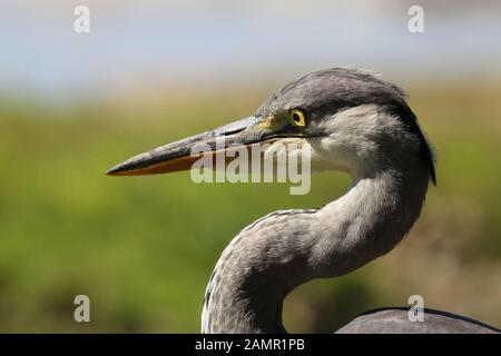 Juvenile Graureiher Portrait - die Heron starrt eine Beute Stockfoto