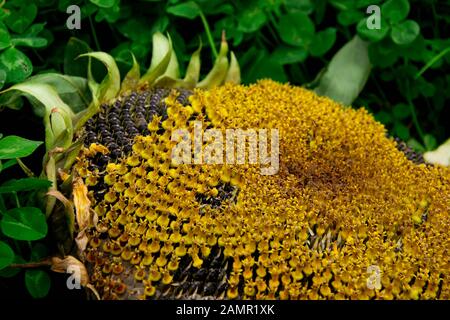 Nahaufnahme reifer Samen in verwilderten Sonnenblumen, die auf dem grünen Gras liegen. Stockfoto