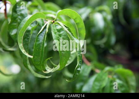 Kranke, zerknitterte grüne Blätter und Nektarine im Garten auf Baumnähe Makro.A Tropfenblatt Stockfoto