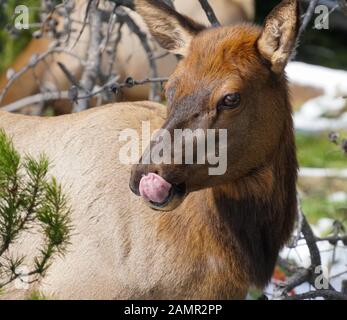 Nahaufnahme von einem Elch Kuh Gesicht, während sie ihre Lippen lecken von einem Snack am Nachmittag. Stockfoto