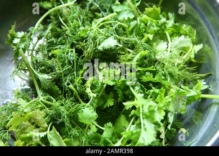 Grüne Blätter des jährlichen Anethum graveolens, die als Kraut und Gewürz verwendet werden. Makrofoto Nahaufnahme . Frischer Koriander in Platte. Frischer Dill und Koriander Stockfoto