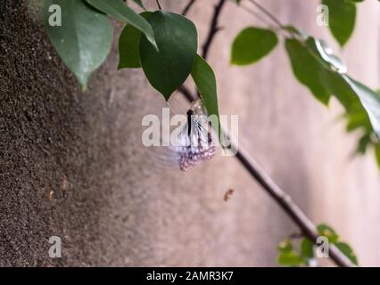 Schwarz und Weiß - winged Schmetterling aus dem Kokon am Morgen Stockfoto