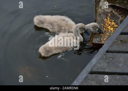 Schwäne im Riston, England. Vereinigtes Königreich Stockfoto