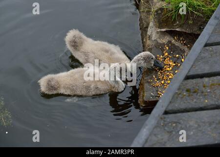 Schwäne im Riston, England. Vereinigtes Königreich Stockfoto