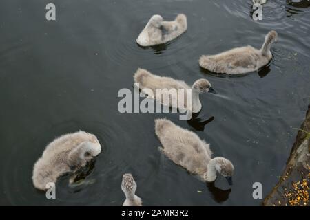 Schwäne im Riston, England. Vereinigtes Königreich Stockfoto