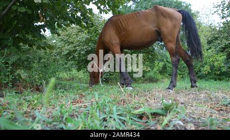 Porträt des braunen Pferdes, das auf einer Wiese grast. Pferd an der Leine, das Gras in der Nähe isst. Einzelnes braunes lokales Bergpferd gefesselt mit Baumstamm Stockfoto