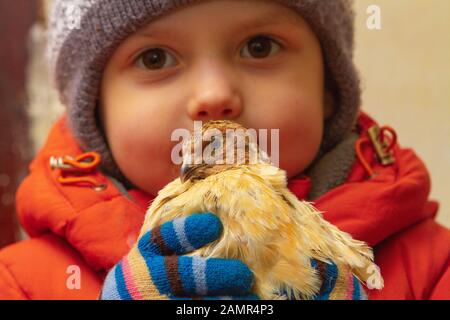 Kinder, die ein Wachtelhuhn halten. Ein kleiner schöner Junge umarmt und küsst ein kleines Huhn Stockfoto