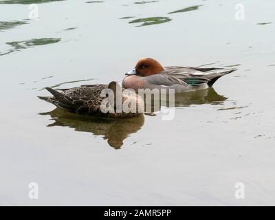 Ein Paar eurasischer Widgeon, die am Fluss Katsura in kyoto schwimmen Stockfoto