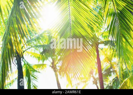 Grüne Palmen am sonnigen Tag auf weißem Hintergrund. Stockfoto