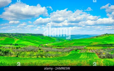 Apulien auf die Landschaft, Olivenbäume, sanften Hügeln und grünen Landschaft. Poggiorsini, Bari, Italien Europa Stockfoto