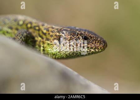 Die zauneidechse, Lacerta agilis in der Tschechischen Republik Stockfoto