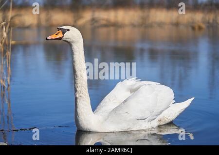 Die weißen Höckerschwan Cygnus olor in der Tschechischen Republik Stockfoto