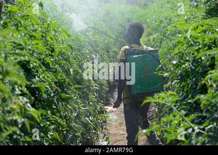 SAMBIA, Mazabuka, Tomatenanbau, Spritzen von Pestiziden und Fungiziden, Kontamination Stockfoto