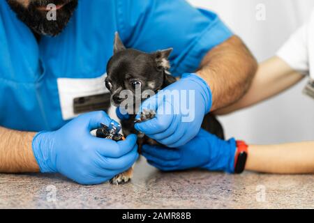 Ein professioneller Tierarzt schneidet die Krallen eines kleinen Hund der Rasse Chihuahua auf eine Manipulation Tabelle in eine Klinik. Pet Care Concept. Stockfoto