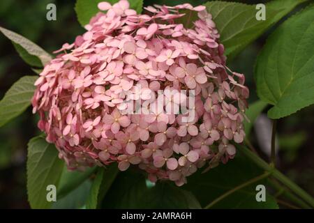 Hydrangea arborescens Annabelle Incrediball Erröten oder Sweet Pink corymb. Blume Nahaufnahme. Stockfoto