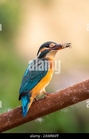 Eisvogel beim Essen eine Garnele Stockfoto