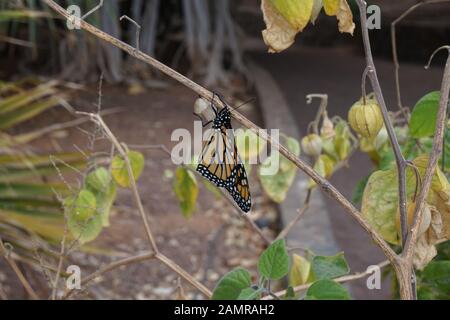 Monarch Schmetterling aus seiner Puppe, Maspalomas, Gran Canaria Botanische Gärten Stockfoto