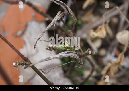 Monarch butterfly Caterpillar, Maspalomas, Gran Canaria Botanische Gärten Stockfoto