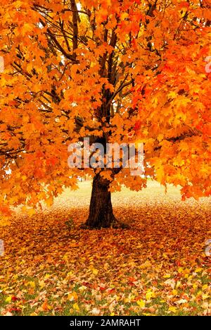 Vertikaler Nahschuss eines schönen goldenen Ahorn-Baumes im Herbst. Stockfoto