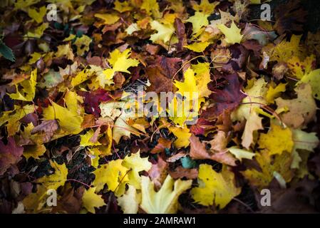 Stapel der bunten Blätter im Herbst nach einem Sturz vom Baum auf einem Waldspaziergang Stockfoto