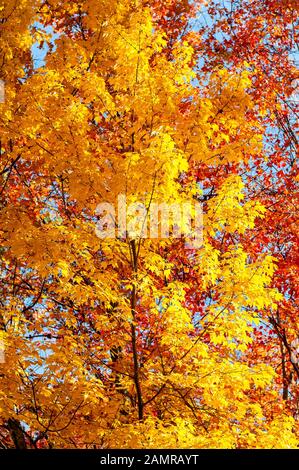 Vertikale Nahaufnahme einiger wunderschöner Herbstfarben in Tennessee. Stockfoto