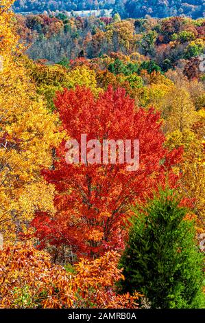 Vertikaler Schuss von einigen schönen Tennessee Herbstfarben. Stockfoto