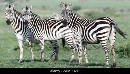 Drei Ebenen Zebra (Equus quagga, früher Equus burchellii) beobachten alertig, wie ein Fahrzeug vorbeifährt. Sinya Wildlife Management Area, Tansania. Stockfoto