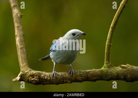 Vogel: blau-grau Tanager hocken auf einem Zweig, Cinchona, Costa Rica Stockfoto