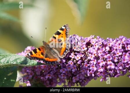 Roter Admiral Schmetterling feste auf einer Buddleia-Pflanze vor einem verschwommenen, grünen Hintergrund Stockfoto