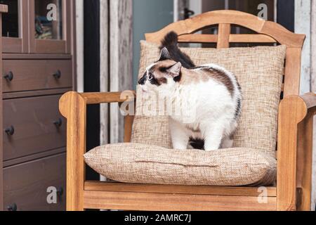 Eine Katze halb-Rasse von Schneeschuh sitzt in einem Stuhl Die Wohnung und blickt auf die Seite Stockfoto