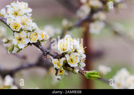 Kirschpflaumen blühen weiß auf einem Ast dicht oben. Halboffene Knospen am Baum der Kirschpflaume. Natürlicher Hintergrund für Telefone und Computerbildschirme. Stockfoto