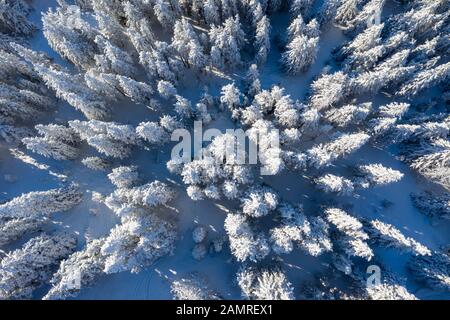 Luftdrone mit Blick auf den schneebedeckten Kiefernwald in den Bergen während eines Winters mit viel Schnee. Stockfoto