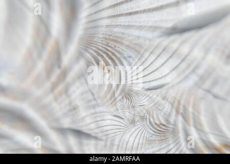 Shell in spyrals Stockfoto