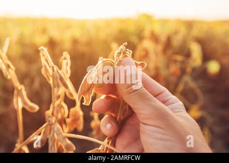 Nahaufnahme von der Hand des Sojabohnenbauers, der die reifen Fruchtstollen bei Sonnenuntergang untersucht Stockfoto