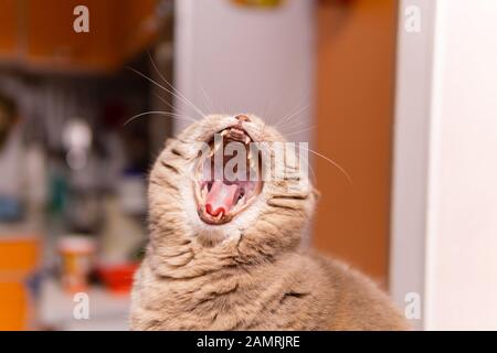 Süße schottische Gerade-Katzenbäste, die Fangen aussetzen Stockfoto