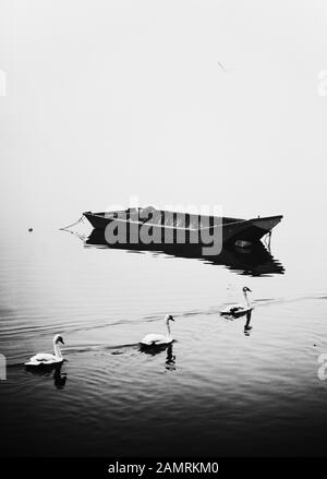Three swans and an empty boat Stockfoto