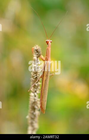 Mantis auf Pflanze, in Ontario, Kanada. Stockfoto