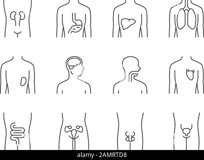 Lineare Symbole für gesunde menschliche Organe. Hals und Lunge in guter Gesundheit. Funktionierendes Herz und Harnblase. Kontursymbole mit dünnen Linien. Isolierte vec Stock Vektor